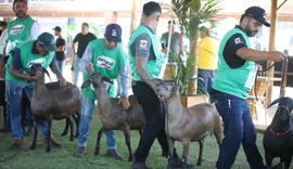 75ª Expoagro-AL terá programação para todas as cadeias produtivas; confira