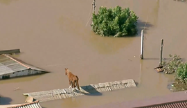 Vídeo: Cavalo fica ilhado em cima do telhado de casa no RS