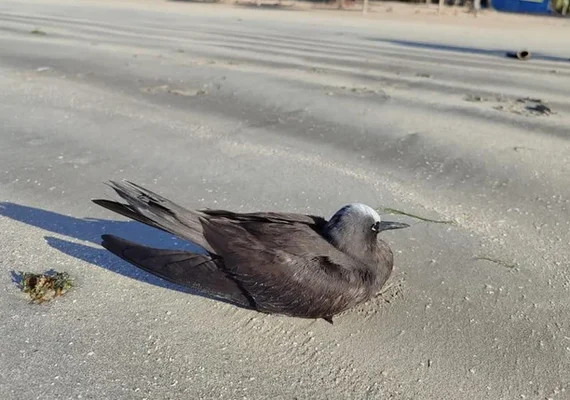IMA-AL alerta população para evitar contato com aves marinhas