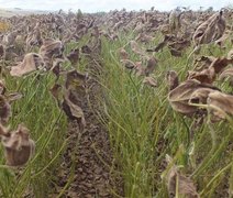 Adeal vistoria cultivos de soja para evitar a disseminação da ferrugem asiática