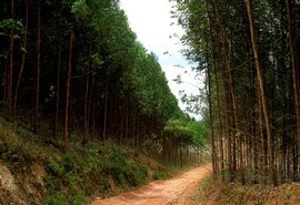 Cultivo de eucalipto em Alagoas ganha mercado nacional