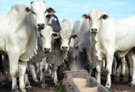 Boi gordo: oferta restrita pode continuar elevando preços