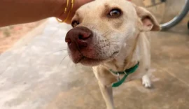 Castramóvel atinge marca de 1,7 mil animais castrados em Delmiro Gouveia