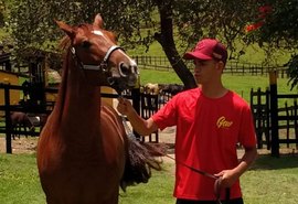 Alagoas Quarter Horse lançará garanhão de genética importada dos EUA