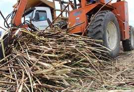 Expectativa de moagem na safra 18/19 cresce para 16,3 mil de toneladas de cana processadas