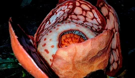 Flor gigante raríssima é encontrada em Sumatra após 13 anos de buscas