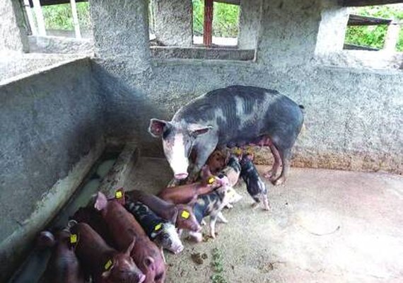 Mais de 120 mil animais foram imunizados contra a PSC em Alagoas