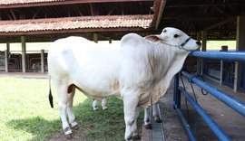 Varrela Produção aposta em docilidade para aumentar qualidade do gado