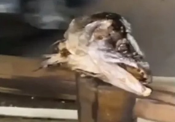 Vídeo: Cabeças de peixes são espalhadas em ciclovia da Av. Fernandes Lima