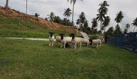 Leilão Pé na Areia abre pré-lance