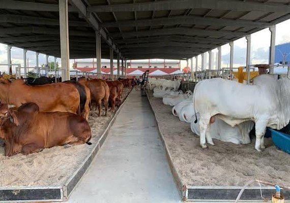 Expoagro-AL tem programação para todas as as cadeias produtivas; confira a programação