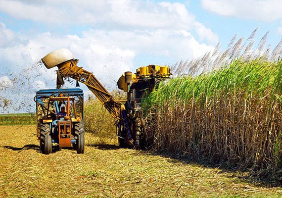 Safra de cana em Alagoas atinge 18 milhões de toneladas e apresenta aumento de 1,8%