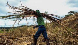 Produção agropecuária de Alagoas soma R$ 2,8 bilhões em 2020