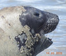 Alurb alerta para distância de elefante-marinho em Maceió