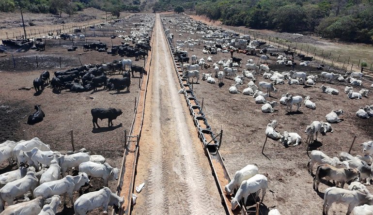 'Boitel': Conheça iniciativa pioneira em Coruripe que incentiva a pecuária em AL
