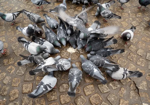 Pesquisa sugere que aves urbanas têm medo de mulheres