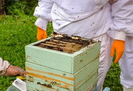 Exportadores de mel esperam que alimentos fiquem fora de tarifaço de Trump