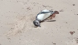 Mais um pinguim é encontrado morto no Litoral de Alagoas
