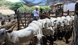 Febre Aftosa: Prazo para declarar vacinação encerra domingo