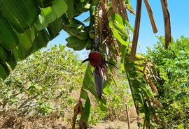 Emater realiza hoje (22)  discussão sobre cultivo de banana em União dos Palmares