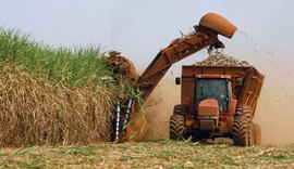 Produção de açúcar já ultrapassa 428 mil toneladas