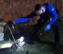 Jacaré invade casa em Marechal Deodoro e é resgatado por policial científico fora de serviço