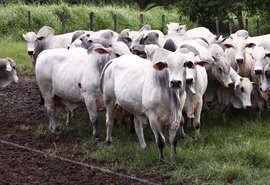 Varrela oferece nelore com padrão frigorífico