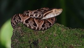 Tratamento utilizado contra Covid-19 mostra resultados promissores para picada de cobra