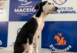 Feira de Adoção volta à Rua Aberta neste domingo (19)