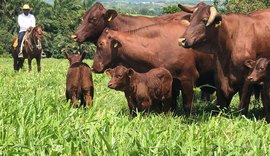 Rebanho da Fazenda Mangabeira conta com aval técnico de entidades