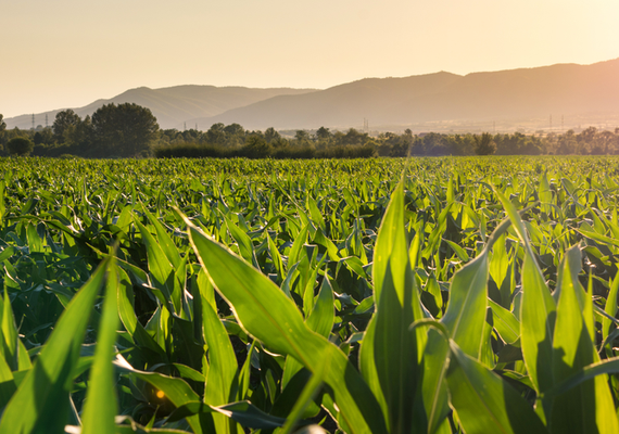 Valor da Produção Agropecuária de 2023 é estimado em R$ 1,148 trilhão