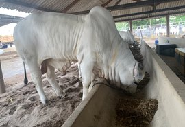 Confira a programação da 71ª Expoagro/AL para esta quinta (28) e sexta (29)