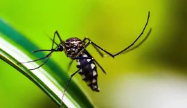 Alagoas registra mais de mil casos de leishmaniose e reforça alerta para diagnóstico precoce