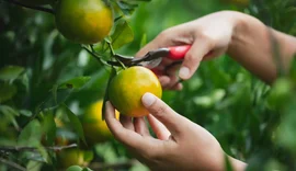Planejamento é chave para sucesso na fruticultura, alertam técnicos