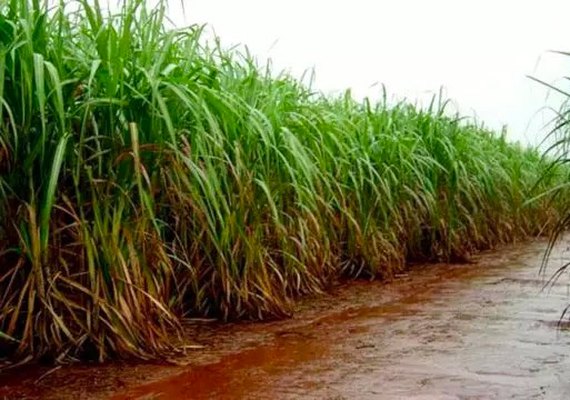 Chuvas renovam esperanças de fornecedores de cana