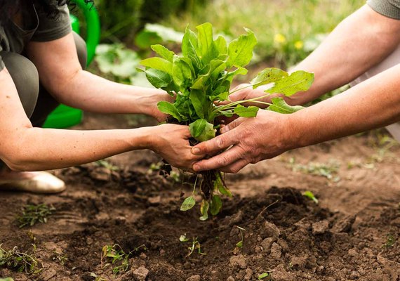 Cooperativa de Colonização Agropecuária de Penedo realiza 1º Circuito Agro Coopenedo