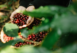 Valor bruto da produção agrícola ultrapassa R$ 1,14 trilhão em março