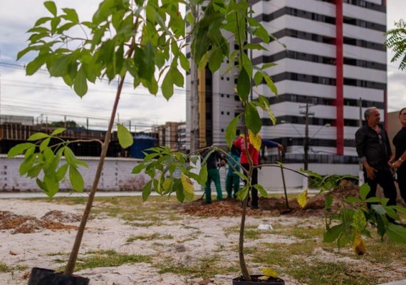 Desenvolvimento Sustentável planta Baobá no Benedito Bentes, nesta segunda-feira (19)