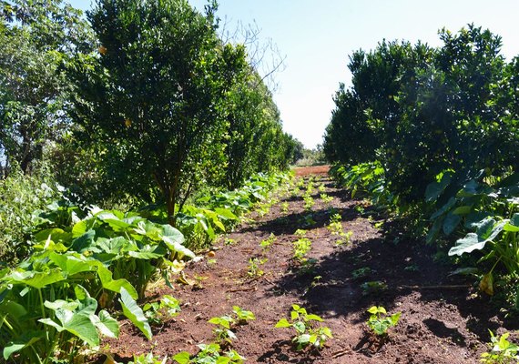 Prazo de entrega de declaração do ITR acaba nesta sexta
