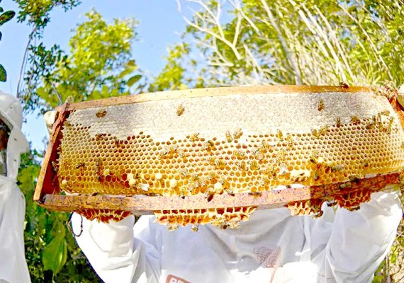 Pandemia aquece mercado do mel