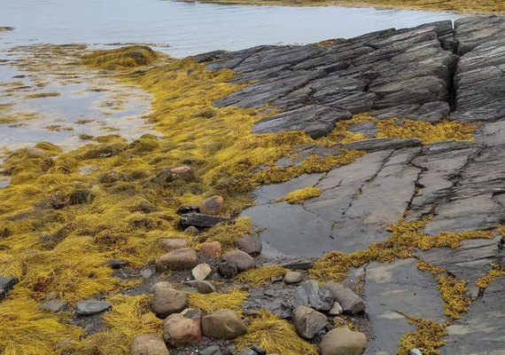 Algas marinhas na agricultura: importantes aliadas diante dos desafios climáticos