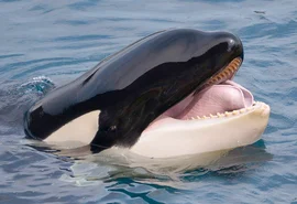 Canibalismo entre Orcas? Pesquisadores investigam ataques entre animais