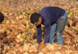 Coopaiba promove Dia de Campo em celebração aos 11 anos de trajetória em AL