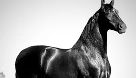Empresa investigada por mortes de cavalos segue interditada em Alagoas