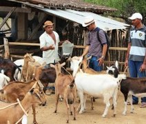 Cafisa expande produção de derivados do leite de cabra