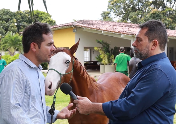 Dieta de campeão: Veterinário explica estratégias de nutrição para cavalos quarto de milha