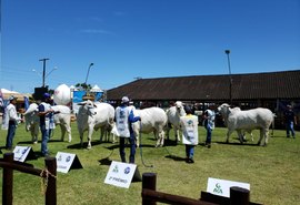 Primeiro dia de julgamentos expõe rebanho de alto nível na Expoagro Alagoas