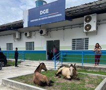 Caos na sede da Semed de Maceió: cavalos deitados e tetos desabando