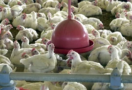 Exportação da carne de frango brasileira é suspensa para 20 países