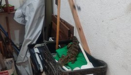 Jacaré é encontrado em casa de ferramentas no interior de Alagoas